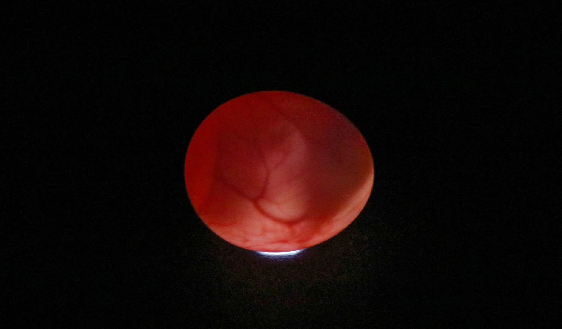 Owl egg